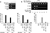 Downregulation of IL-12 transcript and protein levels by TSA and SAHA. (a)