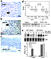 Reduced circulating estrogen leads to enhanced local MIF expression. (a–c)