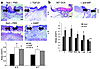 Treatment of MIF null wounds with TGF-β (200 ng per wound) results in delay