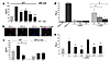 Murine macrophage MIF production, by LPS-activated cells, is decreased with