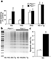 Pdx1+/– islets and cells are prone to apoptosis when cultured in low glucos