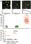 Kv1.3highIKCa1low phenotype: an exclusive functional marker for activated e