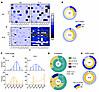 Intrathymic IL-4 influences the diversity of the TCRV-β repertoire prior to