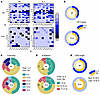 Intrathymic IL-4 has a differential influence on the diversity of the TCRV-