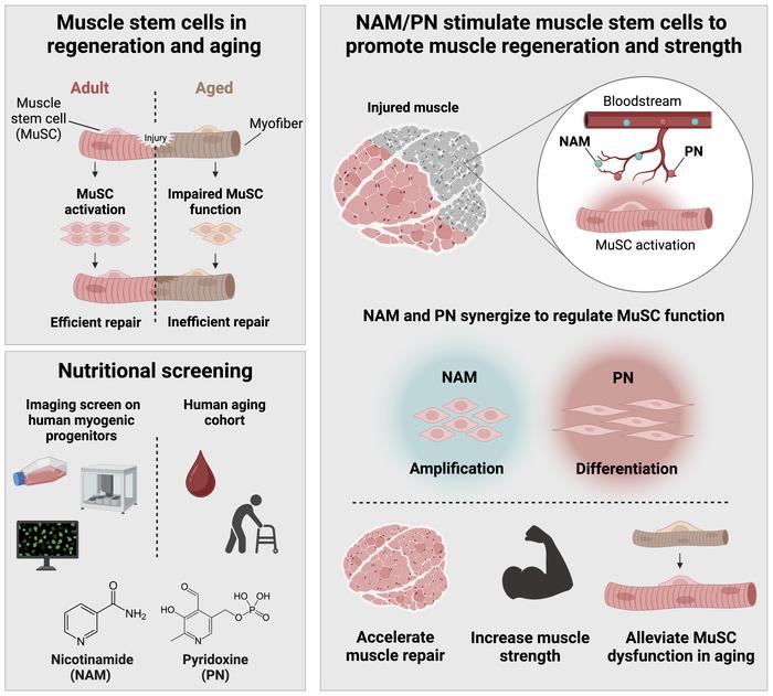 graphical abstract