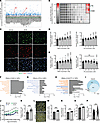 A high-content screen identifies NAM and PN as activators of hMP amplificat