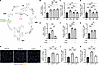 Nicotinamide promotes human myogenic progenitor proliferation independently