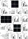 NAM and PN stimulate hMPs through β-catenin and AKT signaling, respectively