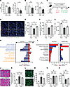 NAM and PN restore MuSC function and enhance regeneration in aged skeletal