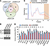 LIN28B promotes the translation of RBP target mRNAs.