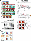 A subset of LIN28’s RBP targets can rescue tumorigenesis in Lin28a/Lin28b/T