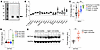 C16orf70 encodes a protein named MYTHO that is expressed in different tissu