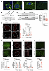 Depletion of Mytho reduces autophagic flux in vitro and in vivo.