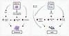 Scheme of MYTHO function in mammalian cells and C. elegans.