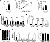 Exogenous DHT administration to orchiectomized male mice restores Aldo-salt