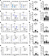 Flow cytometric analysis of T cell subsets in the aortas of orchiectomized