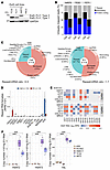 EwS EVs are enriched with retroelement and pericentromeric RNAs.