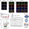 HSAT RNA-enriched EwS EVs activate innate immune and DNA damage pathways in