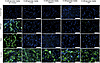 Representative immunofluorescence microscopy for stimulants and inhibitors