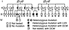 Analysis of inheritance of the T116G mutation in kindred II. Pedigree for t