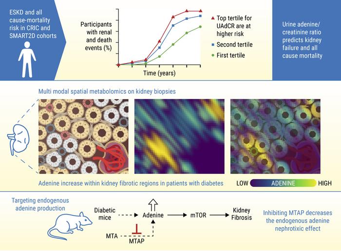 graphical abstract