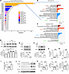 Molecular pathways and events implicating the ribonucleoprotein biogenesis