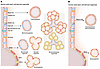 Lung organoid models derived from adult mouse and human stem cells.