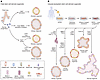 Lung organoid models derived from fetal and induced pluripotent stem cells.