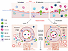 Endothelium at the center of tissue maintenance and development of CLDs.