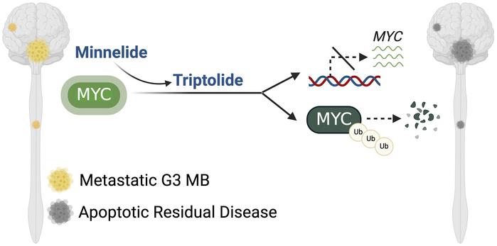 graphical abstract