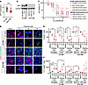 G3 MB cultures have an enhanced response to triptolide.