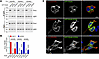 Chaperone-deficient mutants of Ric8A lose the neomorphic Gαo interaction.