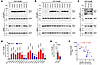 Ric8B neomorphic interaction with GNAO1 mutants.