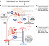 Pathways and processes involved in the multilevel stress response.