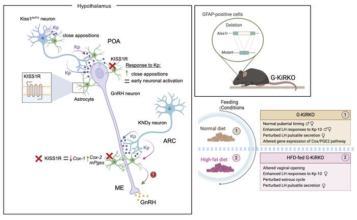 graphical abstract