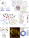 Identification of kisspeptin targets in POA by proteomic analysis.