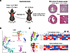 Effect of graft IL-33 on the immune cell landscapes following HTx.