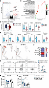 IL-33 promotes tissue-resident Tregs and enhances tissue repair programs.