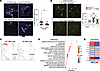 Treg-secreted Areg increases fibroblast proliferation.