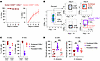 IL-15 modulates CD8α expression.