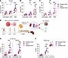 Induction of CD8α corresponds to enhanced in vitro and ex vivo responses to