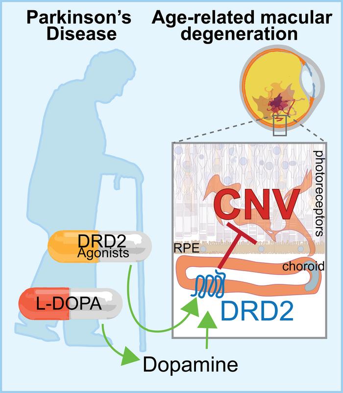 graphical abstract