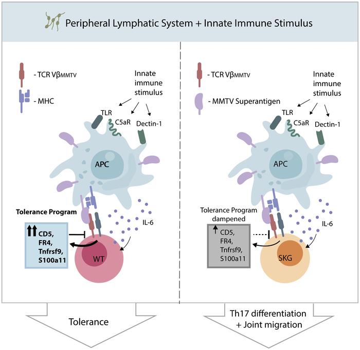 graphical abstract