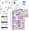 Prearthritic naive SKG T cells demonstrate enhanced T cell activation.