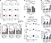 Arthritogenic CD4+ T cells are enriched for TCR Vβs that are likely driven