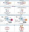 Sag-reactive SKG T cells evade central and peripheral tolerance and contrib