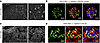 AAV2-GEC maintained robust tropism in Balb/c mice and SD rats.