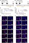 AAV2-GEC delivery of IdeS successfully treated anti-GBM glomerulonephritis.