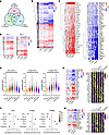 TGF-β signaling during MC development elicits an MCT-like transcriptional p