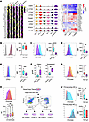 TGF-β signaling directs the MCT protease phenotype during early development